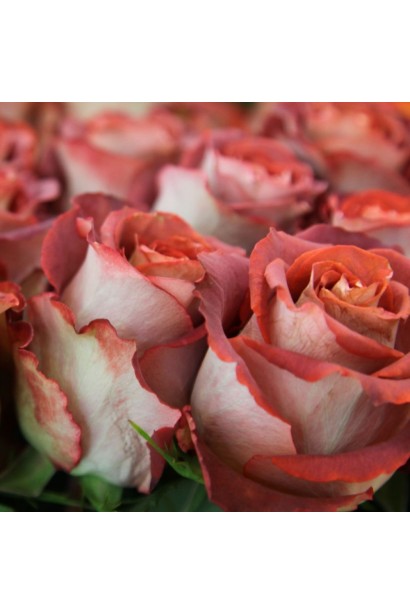 Троянда чайно-гібридна Гіннес